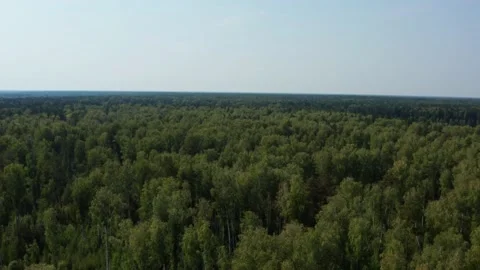 Aerial view of the forest Stock Footage 214297423
