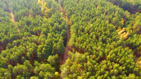 Aerial view of forest Stock Footage 220039021