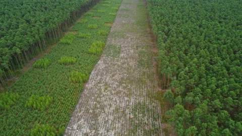 Aerial view of forest Stock Footage 221624879