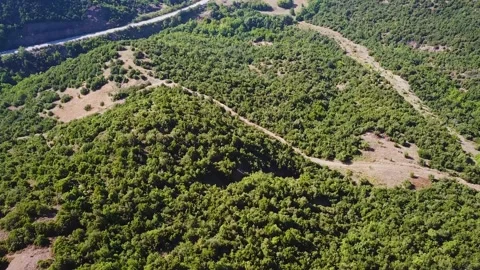 Aerial View of the Forest Stock Footage 239248635