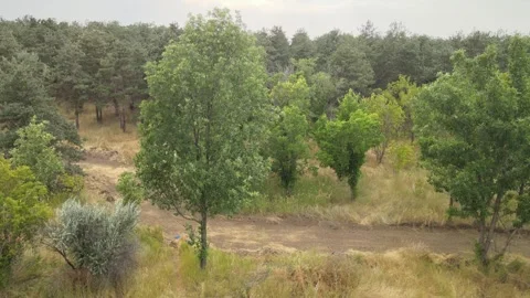 Aerial view forest Stock Footage 240766903