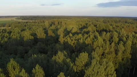 Aerial View of Forest Stock Footage 249631301