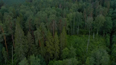 Aerial View of Forest Stock Footage 249701354