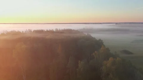 Aerial View of Forest Stock Footage 251005831