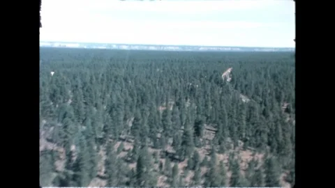 Aerial View of Forest Stock Footage 276291376