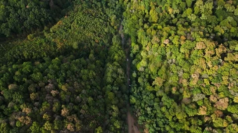 Aerial view of forest Stock Footage 287118528