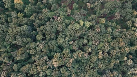Aerial view of forest Stock Footage 287119035