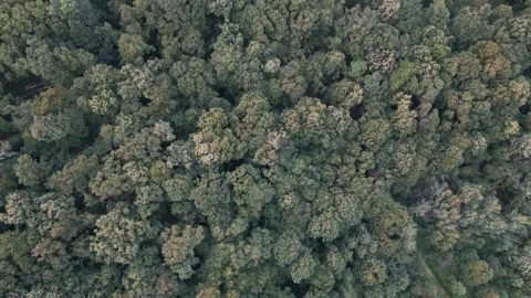 Aerial view of forest Stock Footage 287119188