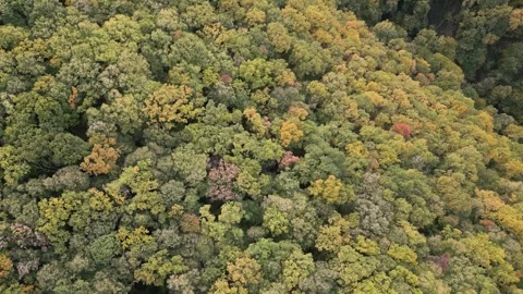 Aerial view of forest Stock Footage 287119288