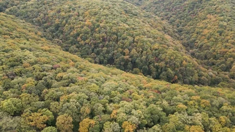 Aerial view of forest Stock Footage 287119307