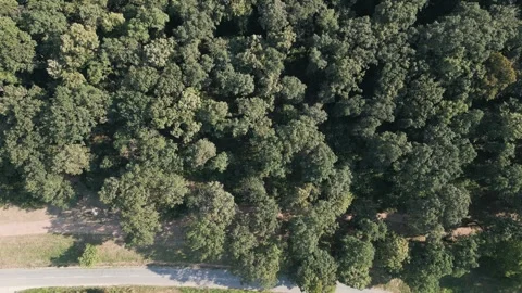 Aerial view of forest Stock Footage 287119609