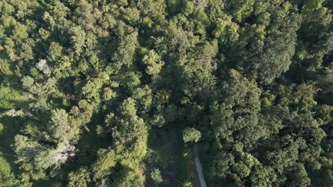 Aerial view of forest Stock Footage 287120488