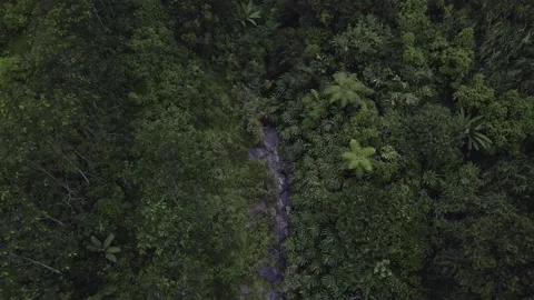Aerial view of a forest Stock Footage 291710654