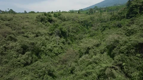 Aerial view of forest Stock Footage 291829509