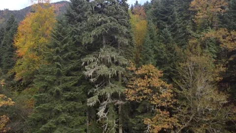 Aerial view of the forest Stock Footage 325853022