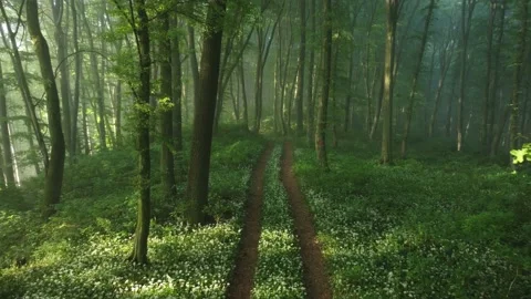 Aerial view of the forest full of blooming wild garlic in Transylvania	 Stock Footage 234417213
