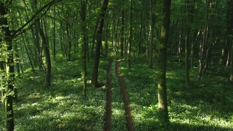 Aerial view of the forest full of blooming wild garlic in Transylvania	 Stock Footage 234417250