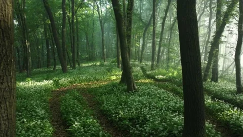 Aerial view of the forest full of blooming wild garlic in Transylvania	 Stock Footage 234417579