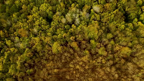 Aerial view of forest full of dense trees whose trees change color in autumn  Stock Footage 252685813