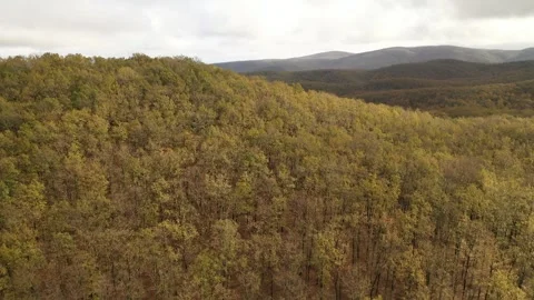 Aerial view of forest full of dense trees with yellowing leaves in autumn sea Stock Footage 252687887