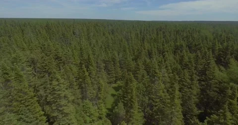Aerial View of the Forest full of Pristine Boreal Pines Stock Footage 140670346