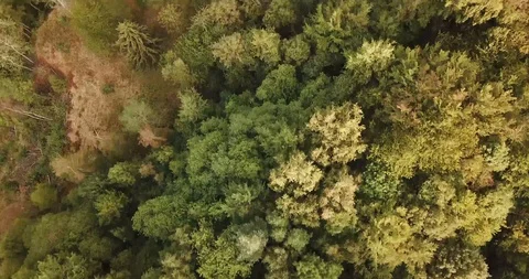 Aerial view of forest in Germany with green trees Stock Footage 94497593