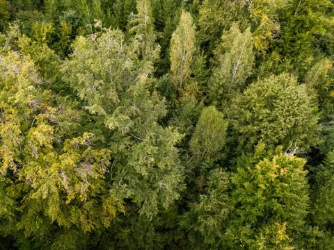 Aerial view on a forest in Germany Stock Photos