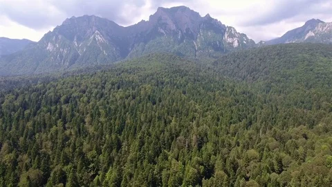 Aerial view of forest of green pine trees on mountainside Stock Footage 72959856