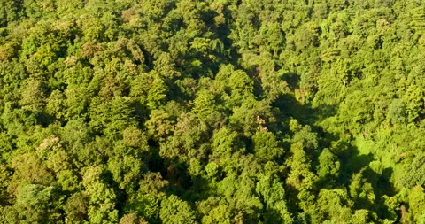 Aerial view forest green tree top view nature from above background landscape wi Stock Footage 147164428