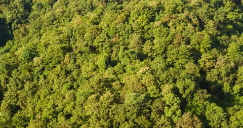 Aerial view forest green tree top view nature from above background landscape wi Vídeo Stock 147164446