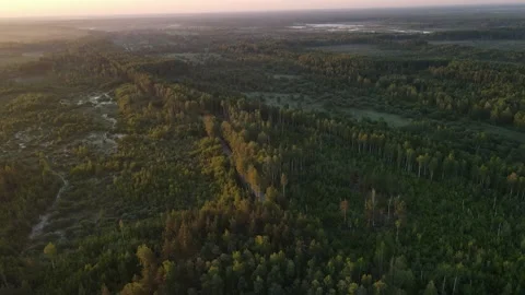 Aerial view of the forest green tree crowns woodlands Stock Footage 199981704