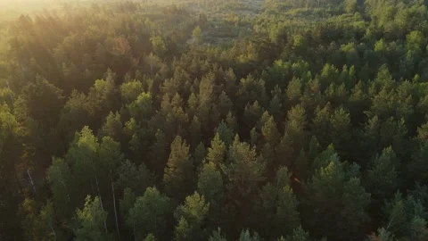 Aerial view of the forest green tree crowns woodlands Stock Footage 199982477