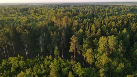 Aerial view of the forest green tree crowns woodlands Stock Footage 199982657