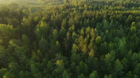 Aerial view of the forest green tree crowns woodlands Stock Footage 199982661