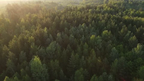 Aerial view of the forest green tree crowns woodlands Stock Footage 199982738