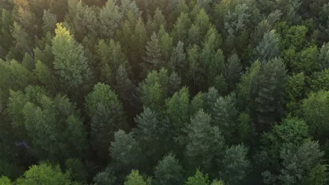 Aerial view of the forest green tree crowns woodlands Stock Footage 199982752
