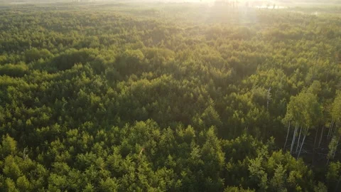 Aerial view of the forest green tree crowns woodlands Stock Footage 199983074