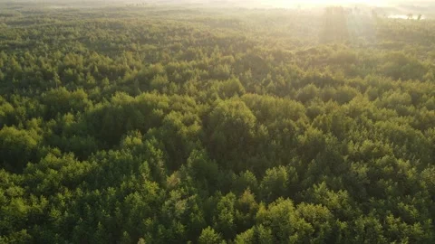 Aerial view of the forest green tree crowns woodlands Stock Footage 199983260
