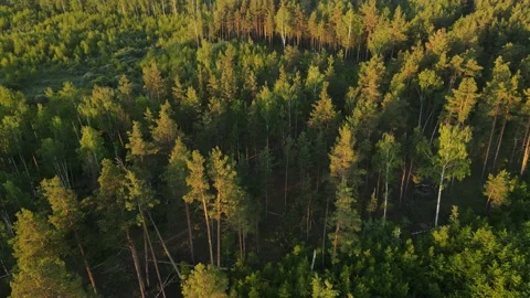 Aerial view of the forest green tree crowns woodlands Stock Footage 199983261
