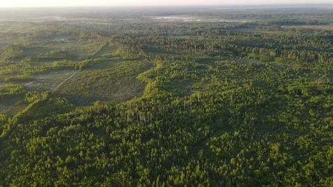 Aerial view of the forest green tree crowns woodlands Stock Footage 199983895