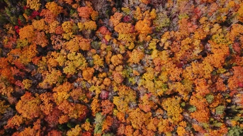 Aerial view Of Forest In Halifax Dressed In Autumn Colors, Nova Scotia Stock Footage 328318879