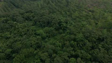 Aerial view of forest in Indonesia Stock Footage 203742575
