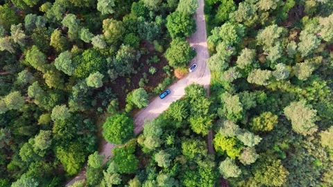 Aerial view of forest with intersecting dirt roads forming an X, five parked Stock Footage 318072239