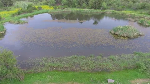 Aerial view of forest lake surface carpeted - Marsh Plants and Water Reflection Stock Footage 339466762