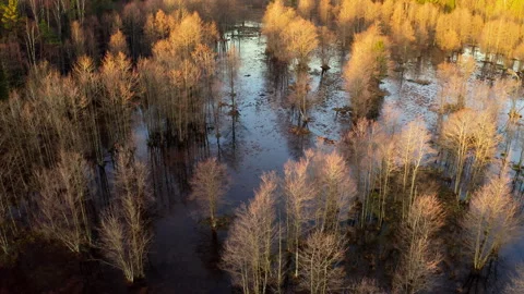 Aerial view with a forest landscape flooded by spring floods. Trees in water. Stock Footage 291428486