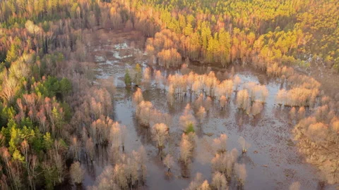 Aerial view with a forest landscape flooded by spring floods. Trees in water. Stock Footage 291440991