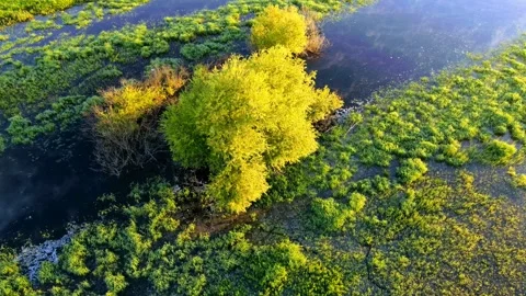 Aerial view of the forest landscape green tree crowns Stock Footage 301344867