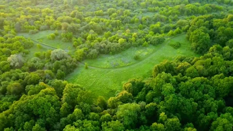 Aerial view of the forest landscape green tree crowns Stock Footage 301345225