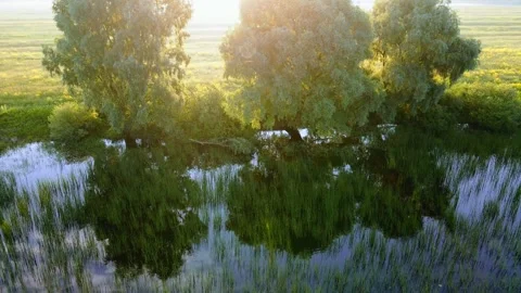 Aerial view of the forest landscape green tree crowns Stock Footage 301346376