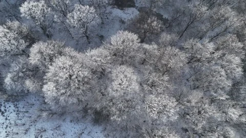 Aerial view of forest landscape, winter time with frozen white trees Stock Footage 327316331